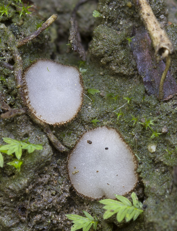 Trichophaea woolhopeia